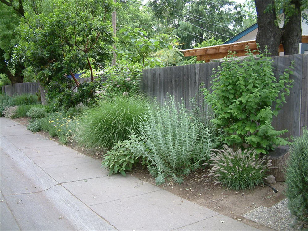 Side Street Planting