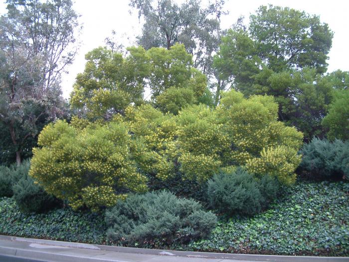 Golden Wattle, Sydney Golden Wattle