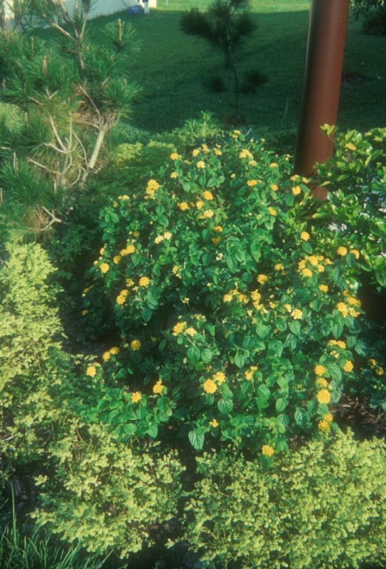 Lantana 'Dwarf Yellow Bush'
