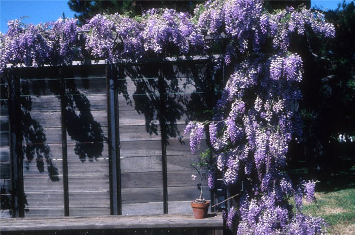 Plant photo of: Wisteria sinensis 'Cooke's Purple'
