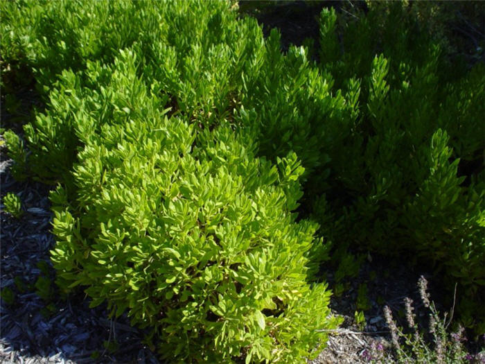 Plant photo of: Osteospermum fruticosum 'Hybrid White'
