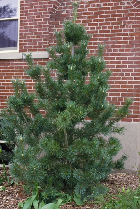 Plant photo of: Pinus flexilis 'Vanderwolfs Pyramid'