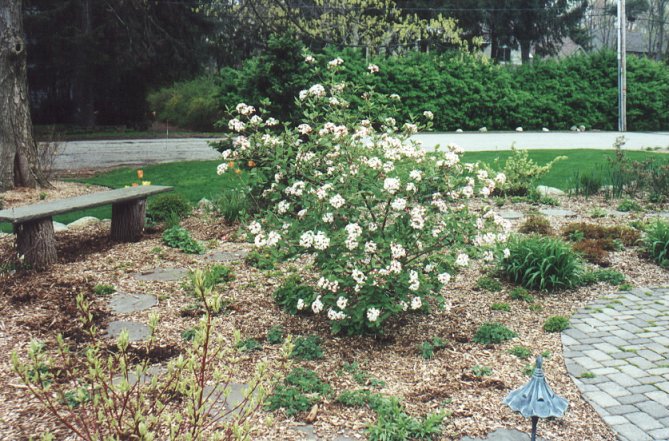 Plant photo of: Viburnum burkwoodii 'Anne Russell'