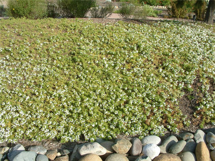 Plant photo of: Myoporum parvifolium