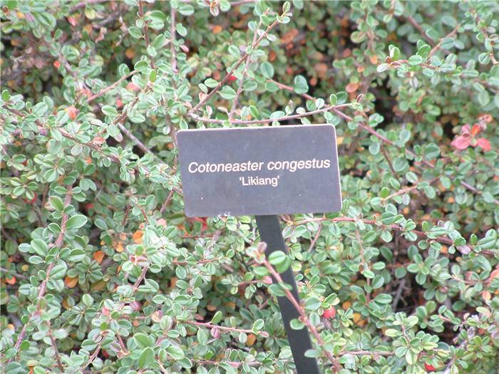Plant photo of: Cotoneaster congestus 'Likiang'