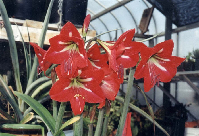 Plant photo of: Amaryllis belladonna