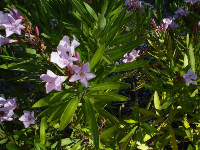 Nerium Oleander Petite Pink