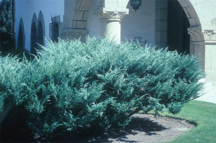 Juniperus X 'Pfitzerana Glauca'
