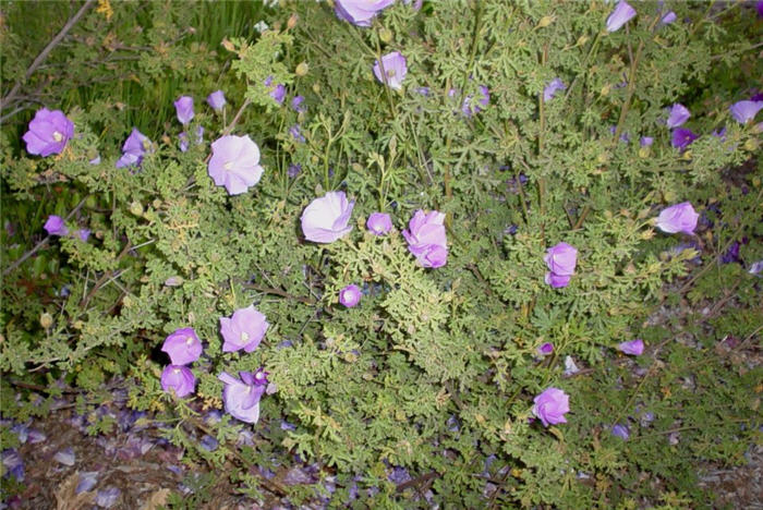 Plant photo of: Alyogyne huegelli Purple Delight TM