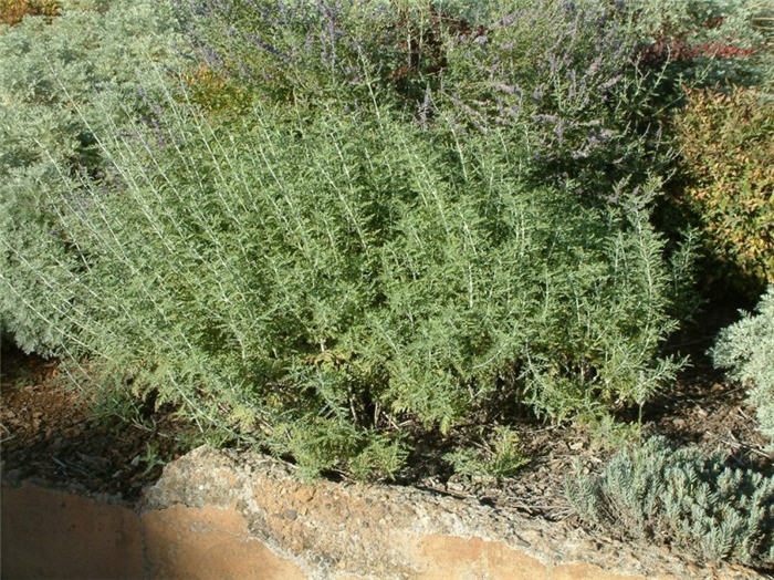 Plant photo of: Perovskia atriplicifolia