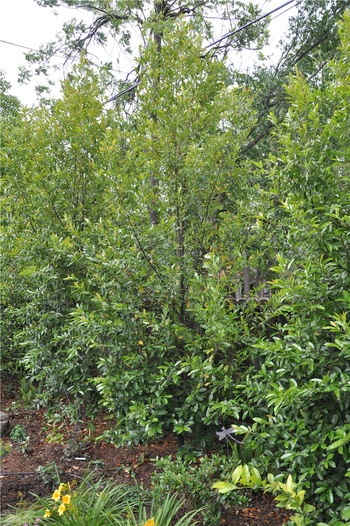 Plant photo of: Prunus caroliniana
