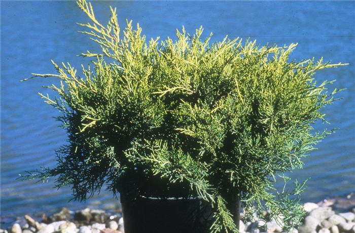 Plant photo of: Juniperus chinensis 'Old Gold Pfitzer'