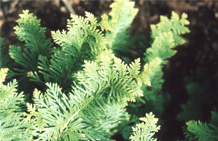 Plant photo of: Platycladus occidentalis