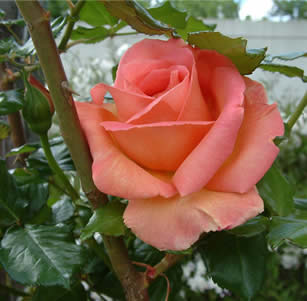 Fragrant Plants