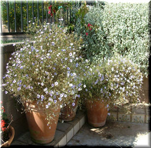 Plants for Containers