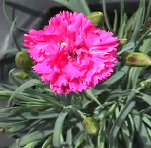 Cut Flowers