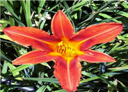 Hemerocallis 'Tiny Pumpkin'