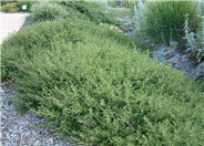 Coprosma x  kirkii