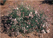 Eriogonum fasciculatum v. poliofolium