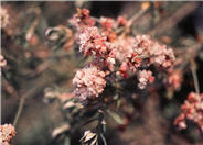 Eriogonum wrightii