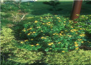Lantana 'Dwarf Yellow Bush'