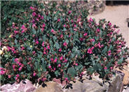 Mirabilis multiflora