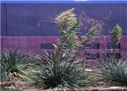 Nolina bigelovii