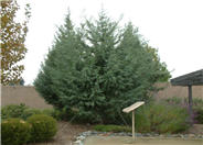 Cupressus arizonica