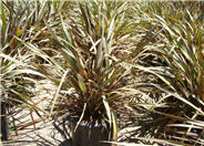 Phormium tenax 'Rubrum'