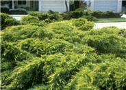 Juniperus X 'Pfitzerana Aurea'