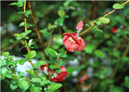 Chaenomeles speciosa
