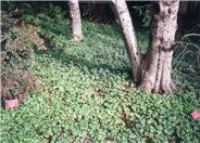 Oxalis oregano
