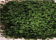 Soleirolia soleirolli