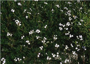 Verbena