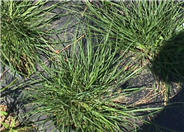 Pennisetum alopecuroides 'Little Bunny'