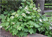 Hydrangea quercifolia