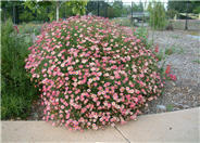 Chrysanthemum frutescens 'Pink Champagne