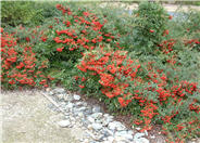 Pyracantha coccinea 'Lalandei'