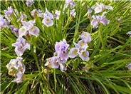 Iris Pacific Coast Hybrid 'Purple'