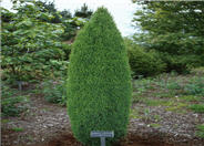 Juniperus c. communis 'Compressa''