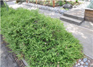 Baccharis piluraris 'Twin Peaks'