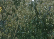Briza maxima