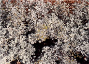 Conejo Buckwheat or Saffron Buckwhe