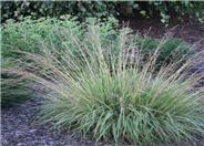 Hamelin Dwarf Fountain Grass
