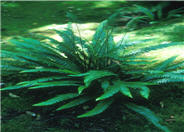 Deer Fern, Deer Tongue Fern