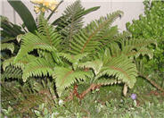 Polystichum polyblepharum
