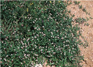 Phyla nodiflora