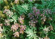Majorcan Germander
