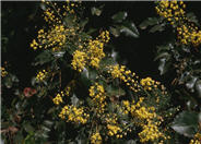 Berberis 'Golden Abundance'