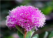 Melaleuca nesophila
